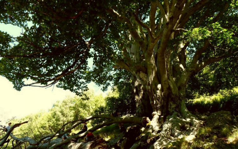 Tree Begrao Ancient Beech Tree of Piancone - BergamoXP