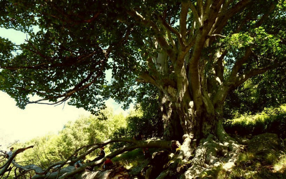 Ancient Beech Tree of Piancone